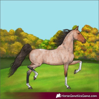 Horse Color:Bay Roan Tobiano