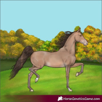 Horse Color:Amber Champagne