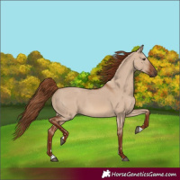 Horse Color:Red Dun
