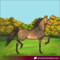Horse Color:Buckskin 