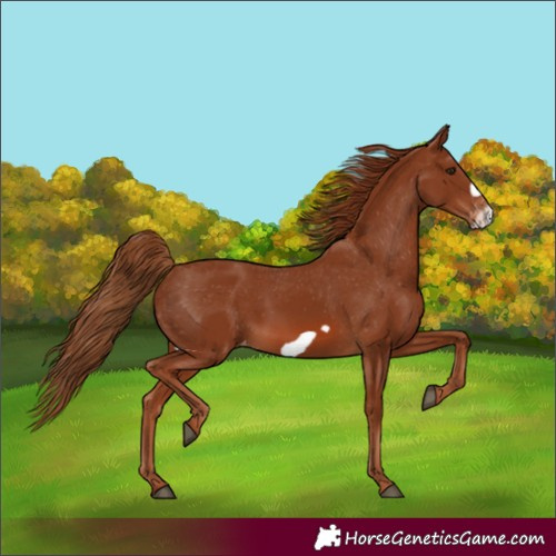 Horse Color:Chestnut Frame Appaloosa 