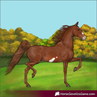 Horse Color:Chestnut Frame Appaloosa 