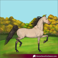 Horse Color:Bay Dun