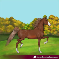 Horse Color:Chestnut 