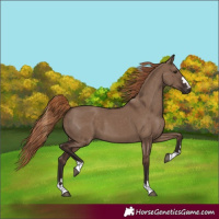 Horse Color:Liver Red Dun