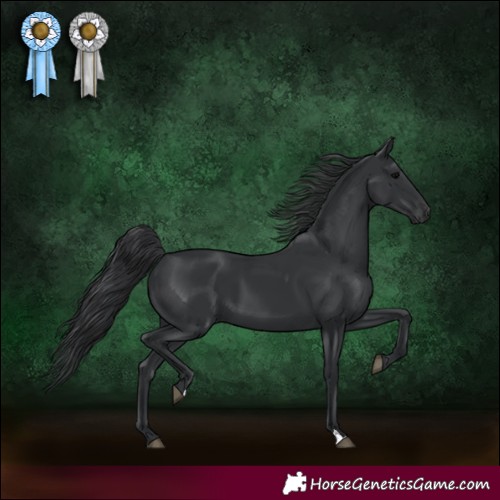 Horse Color:Black 