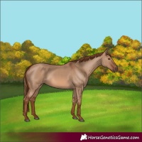 Horse Color:Red Dun 