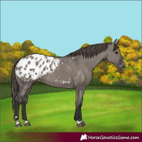 Horse Color:Grullo Appaloosa 