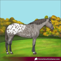 Horse Color:Grullo Blanket 