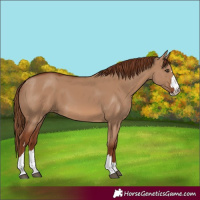 Horse Color:Red Dun