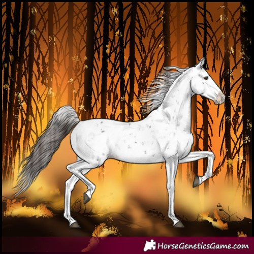 Horse Color:Liver Chestnut Sabino Splash Snowflake Varnish