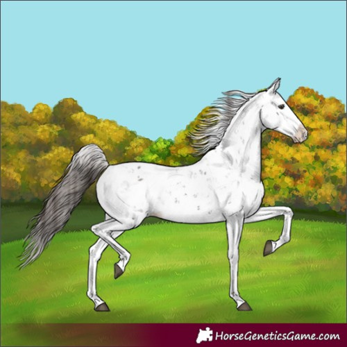 Horse Color:Liver Chestnut Sabino Splash Snowflake Varnish