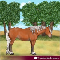Horse Color:Silver Bay Tobiano Rabicano 