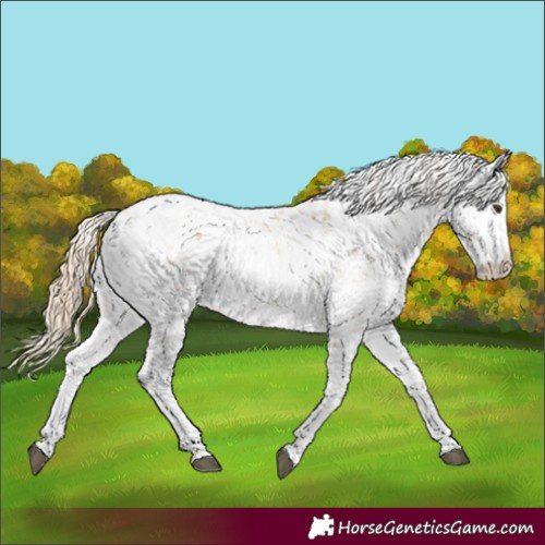 Horse Color:Chestnut Sabino 