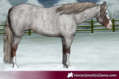 Horse Color:Liver Red Roan Splash Appaloosa 