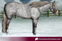 Horse Color:Liver Red Roan Splash Appaloosa 