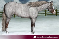 Horse Color:Liver Red Roan Splash Appaloosa 