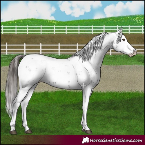 Horse Color:Liver Chestnut Sabino Splash Appaloosa 