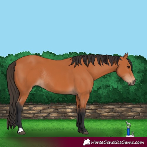 Horse Color:Bay Rabicano 