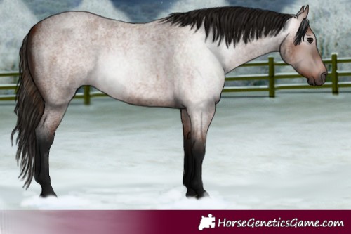 Horse Color:Gray Bay Roan 