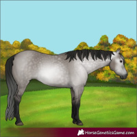 Horse Color:Gray Grullo 