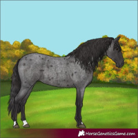 Horse Color:Smoky Blue Roan 