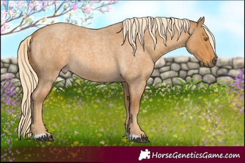 Horse Color:Palomino Roan 