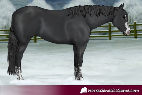Horse Color:Black  and Black 