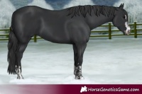 Horse Color:Black  and Black 