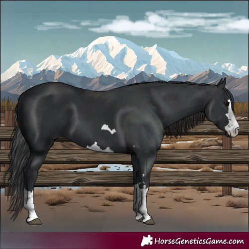 Horse Color:Black  and Black 