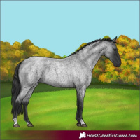 Horse Color:Blue Roan