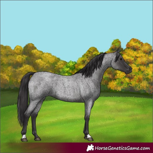 Horse Color:Smoky Blue Roan