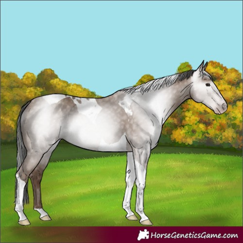 Horse Color:Gray Classic Champagne Tobiano 