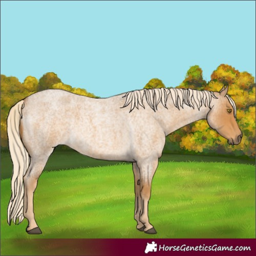 Horse Color:Palomino Roan 