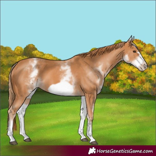 Horse Color:White Spotted Chestnut Frame