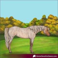 Horse Color:Chocolate Palomino Roan