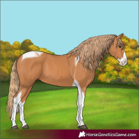 Horse Color:Chestnut Splash Tobiano 