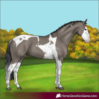 Horse Color:Grullo Splash Tobiano 