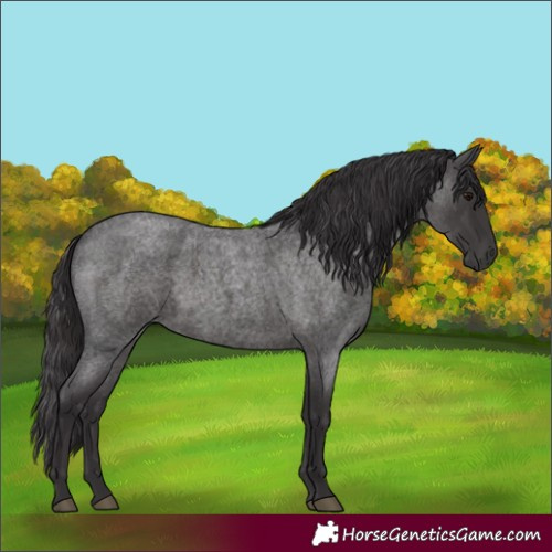 Horse Color:Smoky Blue Roan 