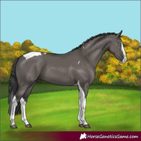 Horse Color:Grullo Splash Tobiano 
