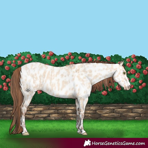 Horse Color:Amber Champagne Dun Appaloosa and Amber Champagne Dun Appaloosa