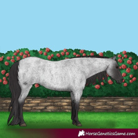 Horse Color:Smoky Blue Roan 
