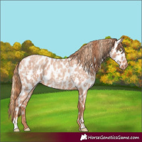 Horse Color:Gold Champagne Roan Appaloosa and Gold Champagne Roan Appaloosa