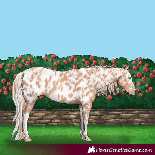 Horse Color:Gold Champagne Appaloosa and Gold Champagne Splash Appaloosa