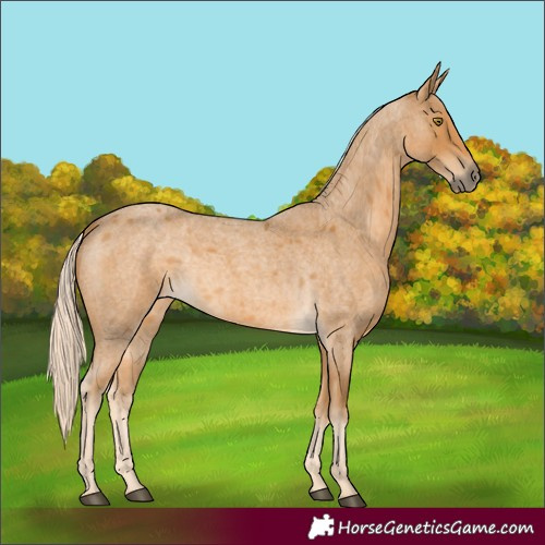 Horse Color:Palomino Roan 