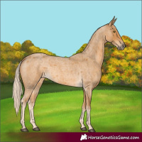 Horse Color:Palomino Roan