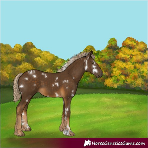 Horse Color:White Spotted Chocolate Palomino