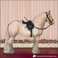 Horse Color:Palomino Roan 