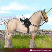 Horse Color:Palomino Roan 