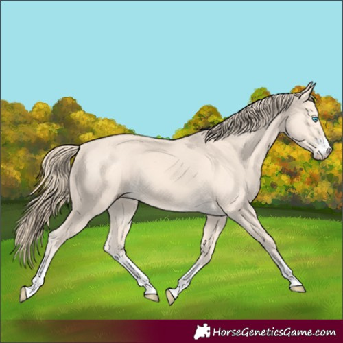 Horse Color:Perlino 